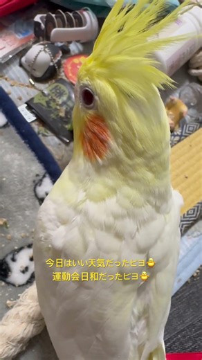 オカメインコのチョコボのイブニングルーティン 2026.5.30