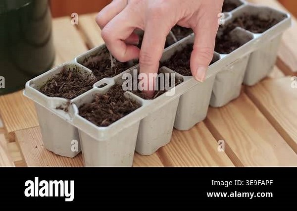 Hand gently presses into soil of seed trays on a wooden table, illustrating the methodical approach to planting seeds for indoor gardening Stock Video Footage - Alamy