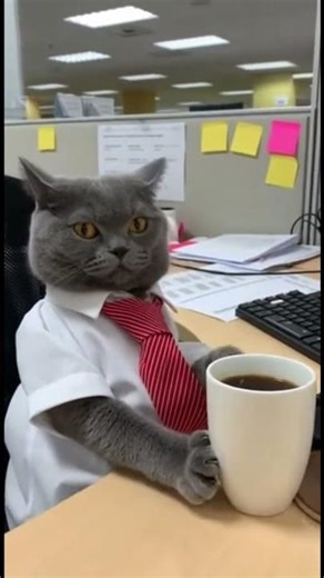 Stressed Office Cat Takes a Call, Drinks Coffee & Finally Relaxes! 🐱💼☕😌✨