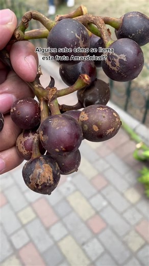 Exploring Exotic Fruits in Amazonia, Ecuador