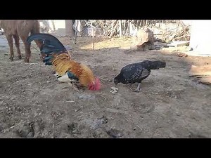 Happy Rooster & Hen Enjoying Together