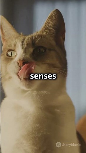 Why Do Cats Make That Weird Chattering Noise? 🐱💬