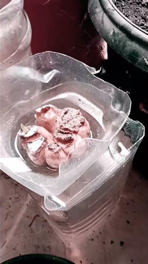 como plantar alho #hortaemcasa #plantas #alhoemcasa #alho