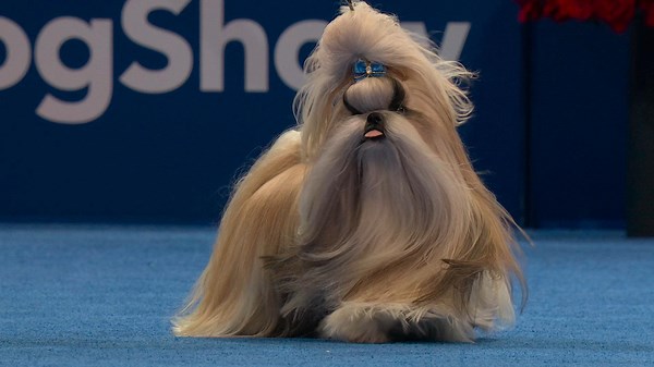 2025 NDS: Shih Tzu