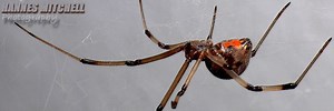 Button spider - Alchetron, The Free Social Encyclopedia
