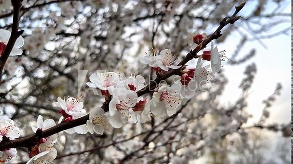 Apricot blossoms in full spring bloom, close up