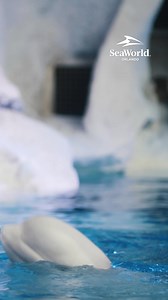 Explore the arctic on Expedition Odyssey, SeaWorld's newest ride, plus see majestic Emperor penguins and other amazing animals. | SeaWorld Orlando