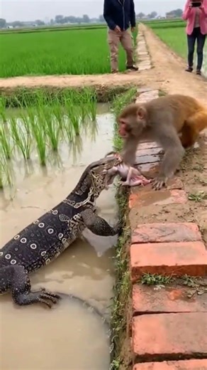 GIANT Lizard Snatches Baby Monkey! 😱 #shorts #youtubeshorts #wildlife