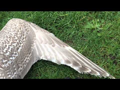Bird Wing Anatomy - 2