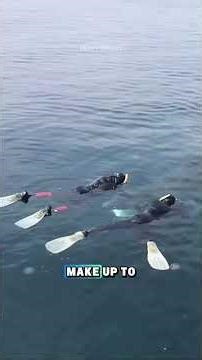 BASKING SHARK #truedialogue