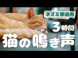 ネズミが嫌がる猫の鳴き声 (3時間ループ)。11ぴきのデブ猫の癒し映像付き