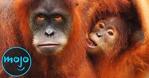 10 Animals That Are Almost Extinct | Videos on WatchMojo.com