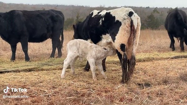 Old cows for the win!
