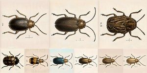 Generating Beetles From Public Domain Images