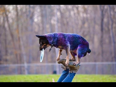 Next Level Frisbee Dog Tricks with Monster
