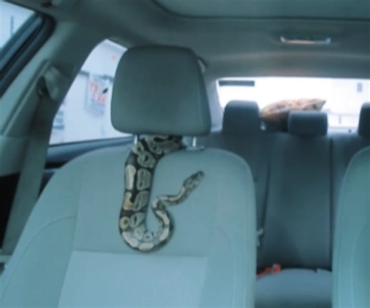 20K views · 168 reactions | A real python was used in this skit  | Bob Anosike Ude | Facebook