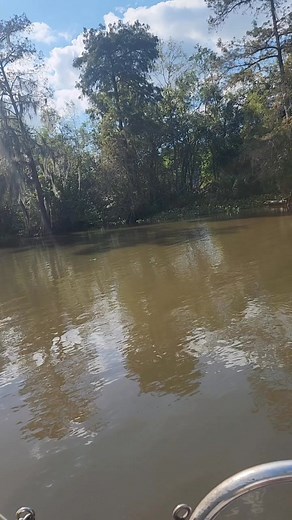 The Louisiana swamp... where the fairy moss trees are so magical and mysterious... ✨️💛 #theswamp #lousiana #magical | Tina Kronemeyer