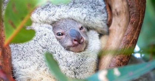 Adorable moment koala baby peeks out of mother's pouch for the first time