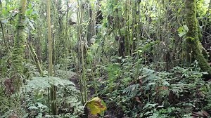 Virunga National Park is undertaking a vast reforestation project named CLIMA Virunga. In collaboration with local communities in the Rumangabo area, the initiative aims to reforest more than 1,500 hectares with native species in order to fight against global warming and deforestation, while providing local people with opportunities and sustainable resources. - - - - - - - Le Parc National des Virunga entreprend un vaste projet de reforestation qui porte le nom de CLIMA Virunga. En collaboration