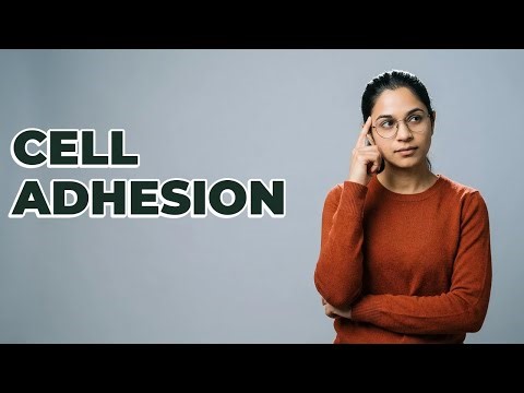 What Is The Structure Of A Desmosome Junction?