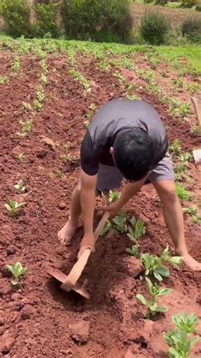 Manual Hoeing Techniques For Maintaining Healthy Soil In Vegetable Gardens