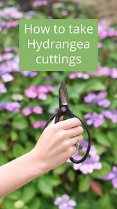 August is a brilliant time to take #hydrangea cuttings. It might sound complicated but it is in fact very easy to do, plus a fantastic way to increase your hydrangea collection or to share with friends! So why not try your hand at something different this weekend in the garden? For an even deeper dive on how to take hydrangea cuttings don’t forget to download our free gardening app Iris. Where you can read how-to-guides or ask a Plant Doctor your questions. To join, go to www.crocus.co.uk/iris H