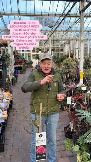 #add WEB-SHOP https://pergolanurseries.com Standard Rose 'Leonardo da Vinci' Standard tree type rose on a stem. Deep pink double fragrant flowers from June until October. Good in pots or beds Planting time is from now . ALL IRELAND DELIVERY 🚚 32 Counties Pergola Nurseries Garden Corner, Virginia, Co Cavan “A gardeners oasis of quality plants “ Open Tuesday to Saturday 10.3-5 Open Sundays 2-5 #fyp #garden #gardening #flowers | Pergola Nurseries Garden Corner