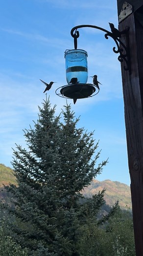 16K views · 153 reactions | In case you were wondering what hummingbirds sound like #hummingbirds #hummingbirdlover #hummingbirdfeeder | Simplistically Living | Facebook