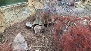 Our elusive Honey Badgers do like to keep our visitors on their toes as they prefer to sleep at the zoo during the middle of the day. So the best times to see them are when the zoo first opens and a few hours before closing time. But the keepers are always on hand to help you find our animals😉 #honeybadger #honeybadgersdontcare #mustelid #mustelidae #animalsofinstagram #animals #openallyear | Exmoor Zoo
