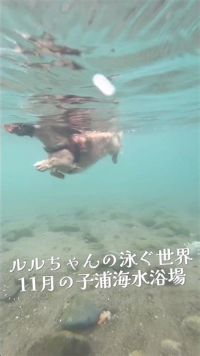 【ルルちゃんの泳ぐ世界・11月の子浦海水浴場】 #泳ぐ犬 #swimmingdog #犬と旅行