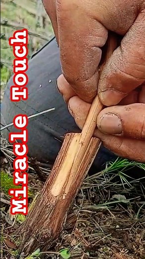 How to Graft Grapes? Wedge and Bud Grafting In Which Month? (Video Applied Tutorial) 🍇✅