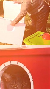 Voici la meilleure technique pour construire un abri pour chat gratuitement | The Impact Story