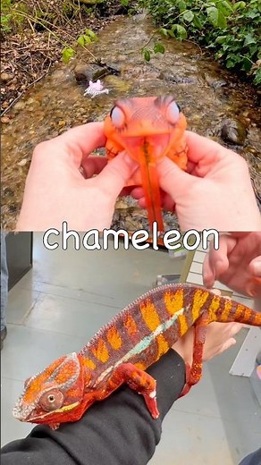 Learn Animal Names for Kids at the Stream: Giraffe Bat Monkey Zebra Chameleon