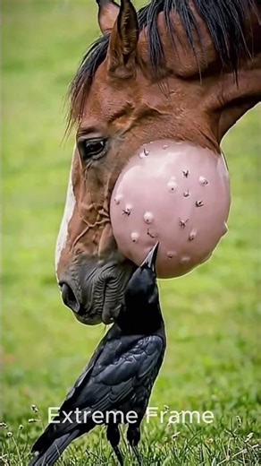 Black crow helps horse #animals #horse #shorts #birds