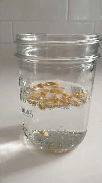 Dancing Cranberry and Popcorn Experiment: Thanksgiving Science