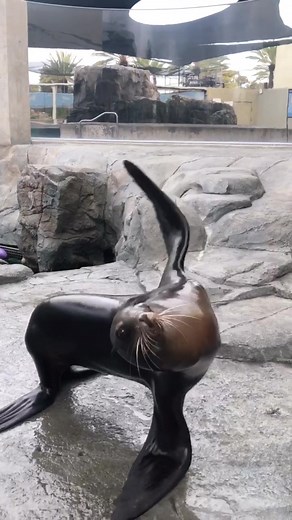 Wow, sea lions can really dance. #aquariumofthepacific