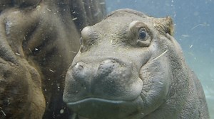This Adorable Hippo Calf Is Learning How To Do His Life With Mom!