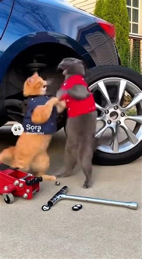 Two Cats Tried to Fix a Tire… It Ended in Total Chaos 😭🐱