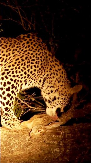 Peter Capstick: Unflinching Tales of Africa's Deadliest Game | Hunting Legends