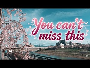 Sakura Season in Japan 🇯🇵 | The Most Beautiful Time of the Year 🌸