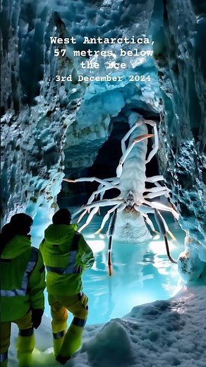 TALL ARCTIC SPIDER Species Thawed from Ice for the First Time! #spider #creepy #antarctica
