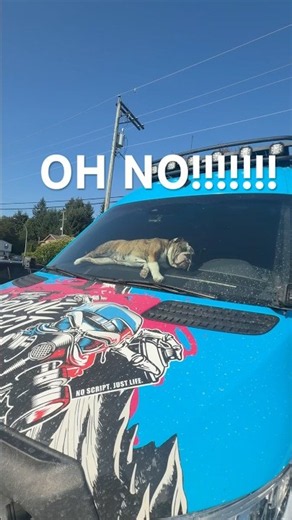 ￼ Blackout covers so you can’t see the dogs inside the van…. Shit!!!! #vanlife