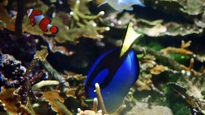 Royal Blue Tang Paracanthurus Hepatus Swimming Stock Footage Video (100% Royalty-free) 1008128023 | Shutterstock