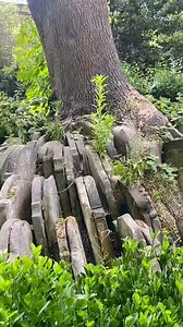 1M views · 35K reactions | move over big ben the corpse tree is london's next best spot to visit #spookyhistory #londonhistory #horrifying #shiverhistory #spooky #scary #history #Historical #mystery #historystorytime | Shiver | Facebook