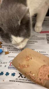 2.8K views · 234 reactions | RESCUED BY FCACC WISHBONE aka Grizzle-...