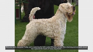 Soft-coated Wheaten Terrier: Pros and Cons of This Energetic Breed