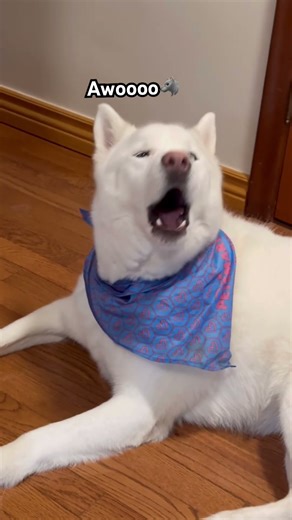 Watch my wolf dog howling on command awooo🐺 #shorts #ytshorts #wolf #dog #talkingdog #husky #pets
