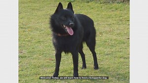 How to Properly Feed Your Schipperke Dog