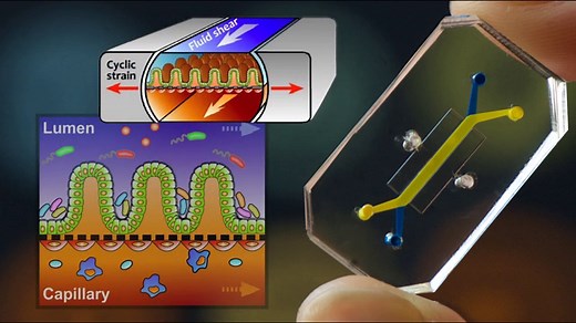 Human Organs-On-Chips