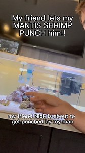 49K views · 5K reactions | @nick_kratka will learn one day.. #mantisshrimp #animals #exoticpets | Massimo DeBello | Facebook